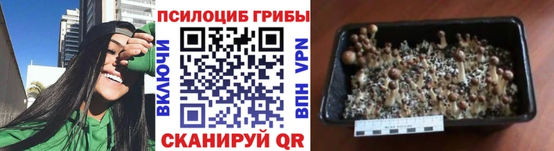 blacksprut вход  Тамбов  Псилоцибиновые грибы ЛСД 